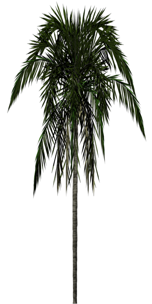 palm tree